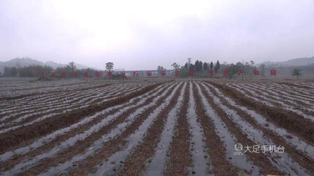 棉麻种植与加工，从农田到纺织品的完整流程