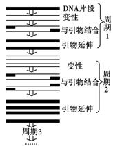 工艺类制品与PCR扩增仪的操作步骤详解